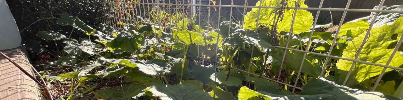 一日の始まりは外の新鮮な空気を吸って、陽に当たることから