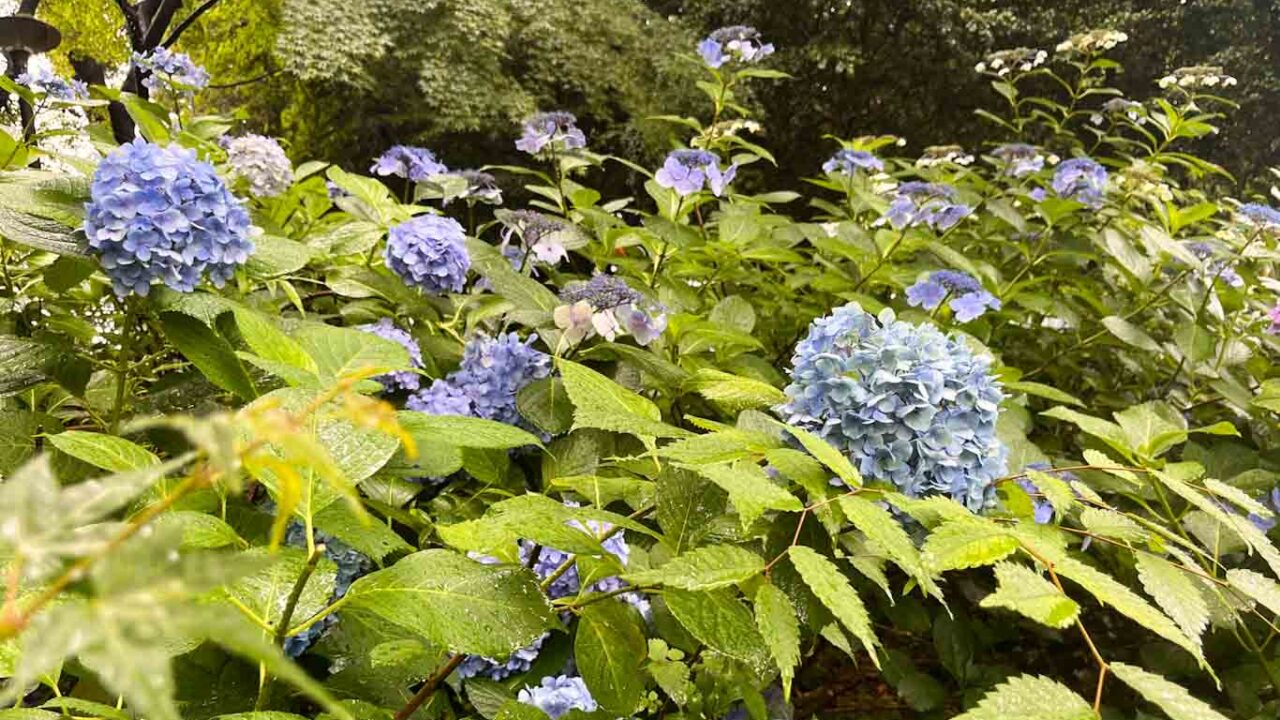 紫陽花｜下井草いこいの森公園｜Ghichi.com