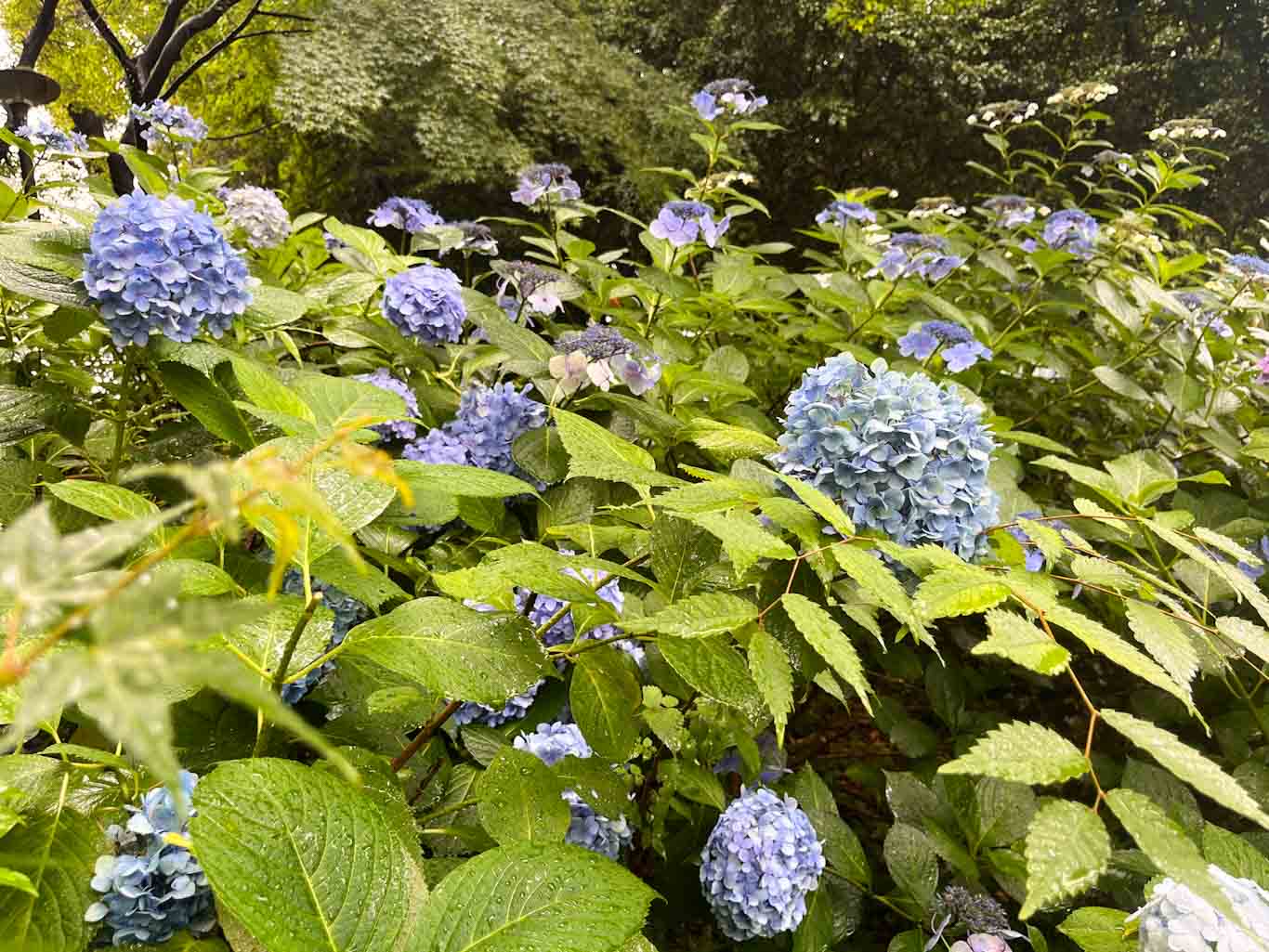 紫陽花｜下井草いこいの森公園｜Ghichi.com